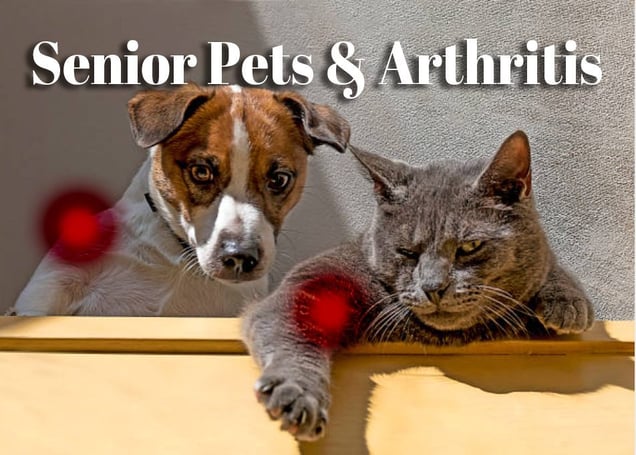 65439363fe831b8642cabbff_seniorpets-and-arthritis