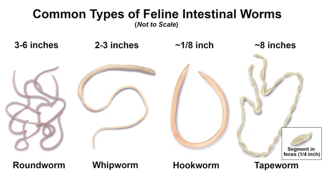 Common Types of Intestinal Worms