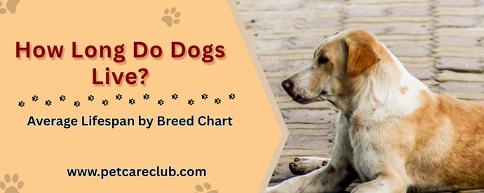 Dog Lifespan Chart by Breed (Banner)