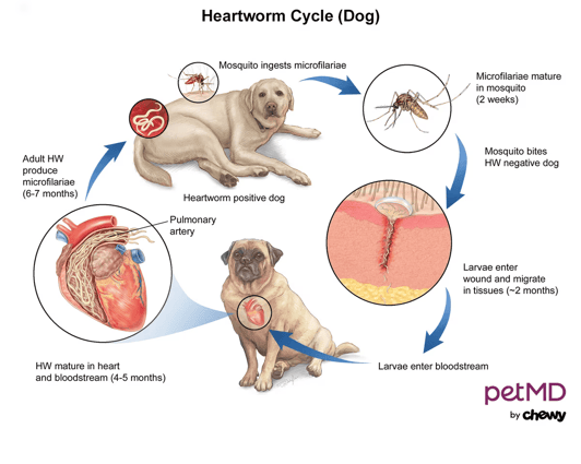 HEARTWORM CYCLE (DOG).updated