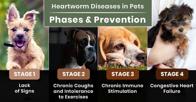 Heartworm in Pets