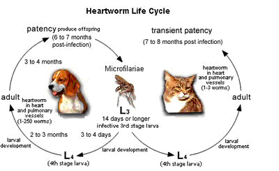 How Heartworm Spreads