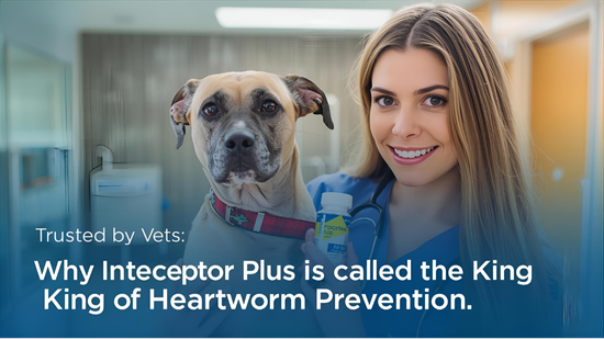 Trusted by Vets: Interceptor Plus – The King of Heartworm Prevention | PetCareClub