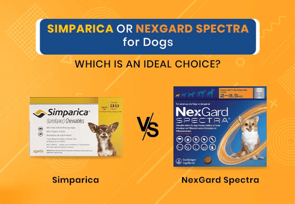 PCC-Blog-Simparica vs Nexgard Spectra-1_06182025_043215