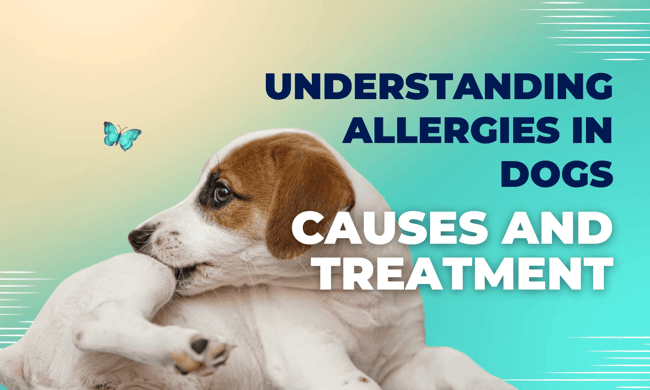 Skin Allergy in Dogs