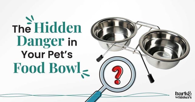 The-Hidden-Danger-in-Your-Pet-s-Food-Bowl
