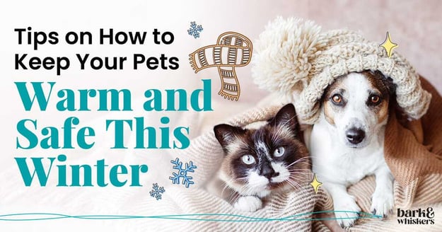 Tips-on-How-to-Keep-Your-Pets-Warm-and-Safe-This-Winter