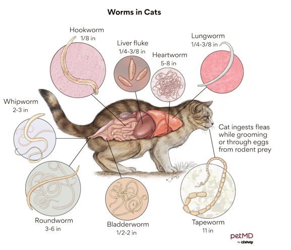 Worms in Cats