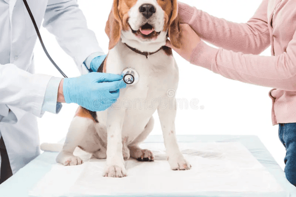 cropped-shot-woman-holding-dog-veterinarian-examining-stethoscope-cropped-shot-woman-holding-dog-veterinarian-120655499