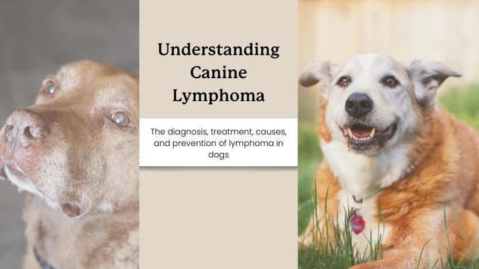 dog_lymphoma_guide_b10d989b-d8f9-4c5a-8904-3898a56a78f7