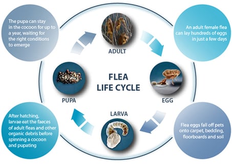 flea-life-cycle2