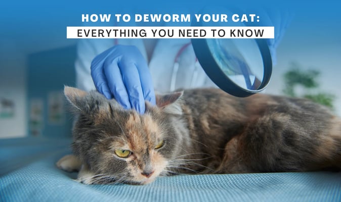 how to choose the right dewormer for cats