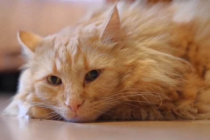 senior+orange+tabby+cat+resting+on+the+floor+at+home-min