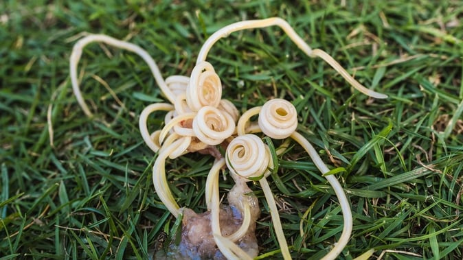 shutterstock_1929833042-e1701982494754